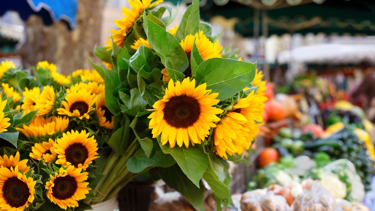 The place to be on #Thursdays in #Houston is the <a href="/westchasehou/">Westchase District</a>'s Farmers Market! Explore fresh food, artisan gifts &amp; more every Thurs. starting at 3pm! 🛍️ 🍐 🌻 #visithouston #houstonmarriott bit.ly/34mAbj8