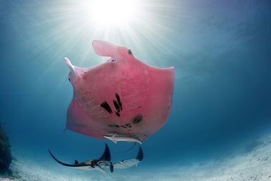 Jaime_Spence's tweet photo. Pink Manta Ray😌 https://t.co/mEPj5c4qNe