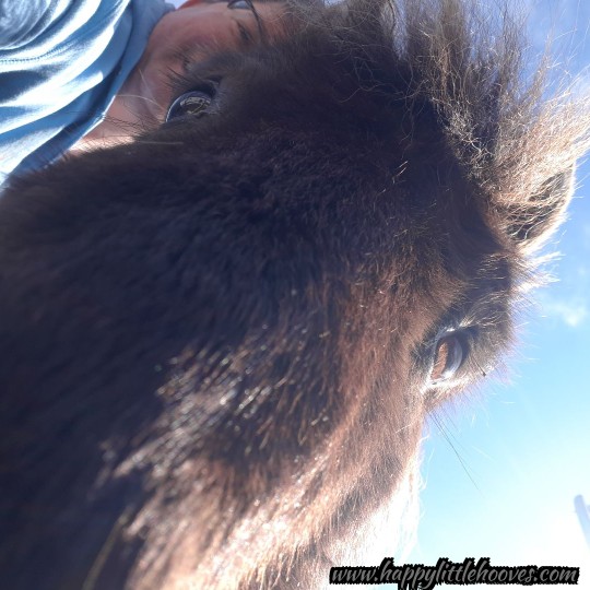 HoovesHappy's tweet photo. Otis wanted to hog the selfie. #happylittlehooves #otisthepony #ponyhour #shetlandpony #ponies #sweetoldman #sillypony #kissablenose #ponyselfie #snuffaluffagus https://t.co/rms4k9itcO