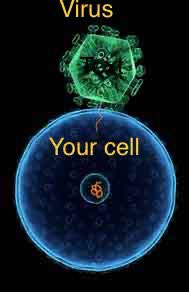 Even if it lands on you COVID-19 will not be able to do anything until it can invade one of your cells! Since viruses do not have cells they need to use your cells to replicate enough to make you sick. How can you stop it from invading your cells??3/