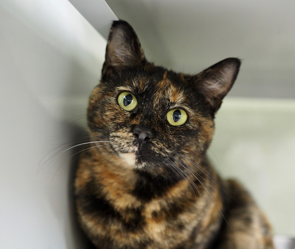 berkeleyhumane's tweet photo. Darling Firefly is looking for a home this weekend! She is a 9 year old orange and back tortie! 🚀 Shiny! 😉
.
Adoption Hours: Fri -Sun, 11 to 5pm. #berkeleyhumane #Tortoiseshellcat #rescueacat #catsofinstagram #adoptthiscat #eastbaycats https://t.co/06K35acarj
