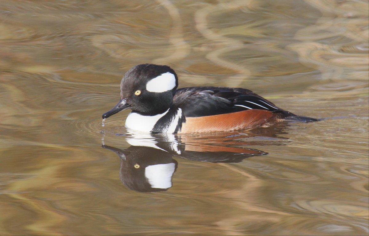 dannihinchy's tweet photo. Enjoying looking through a few pics I managed to take while on the job leading a student field trip at @WWTMartinMere Despite a broken camera (no manual focus) I had so much fun photographing ducks 🦆 #birdphotography #captivebirds #wetlandconservation https://t.co/EyYr0FLXoP