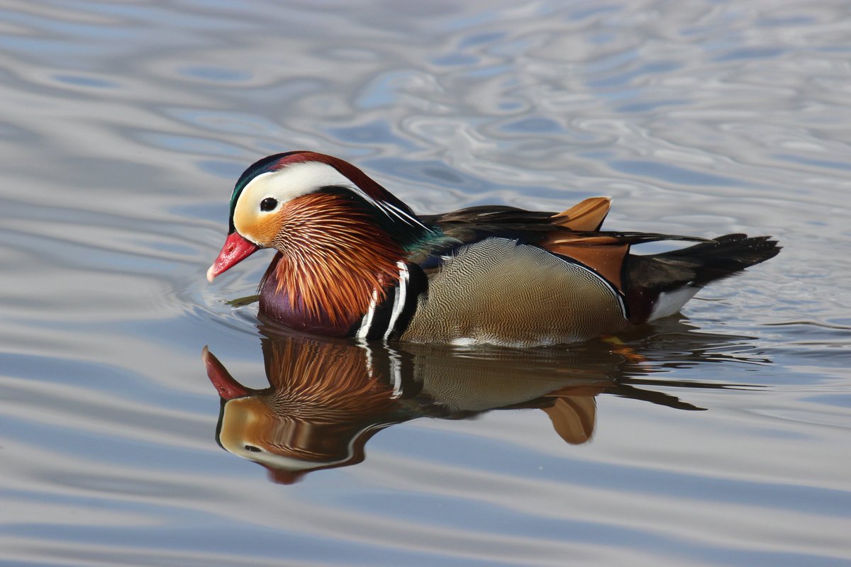 dannihinchy's tweet photo. Enjoying looking through a few pics I managed to take while on the job leading a student field trip at @WWTMartinMere Despite a broken camera (no manual focus) I had so much fun photographing ducks 🦆 #birdphotography #captivebirds #wetlandconservation https://t.co/EyYr0FLXoP