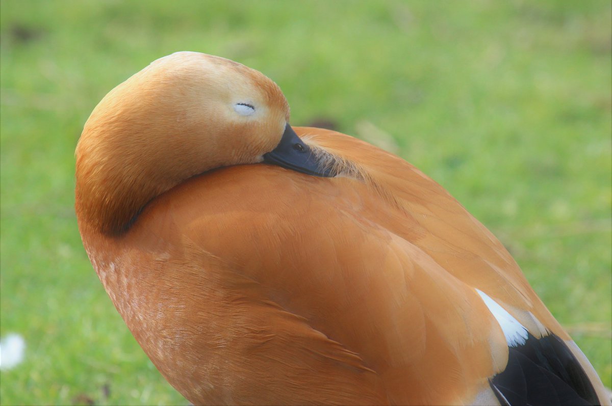 dannihinchy's tweet photo. Enjoying looking through a few pics I managed to take while on the job leading a student field trip at @WWTMartinMere Despite a broken camera (no manual focus) I had so much fun photographing ducks 🦆 #birdphotography #captivebirds #wetlandconservation https://t.co/EyYr0FLXoP
