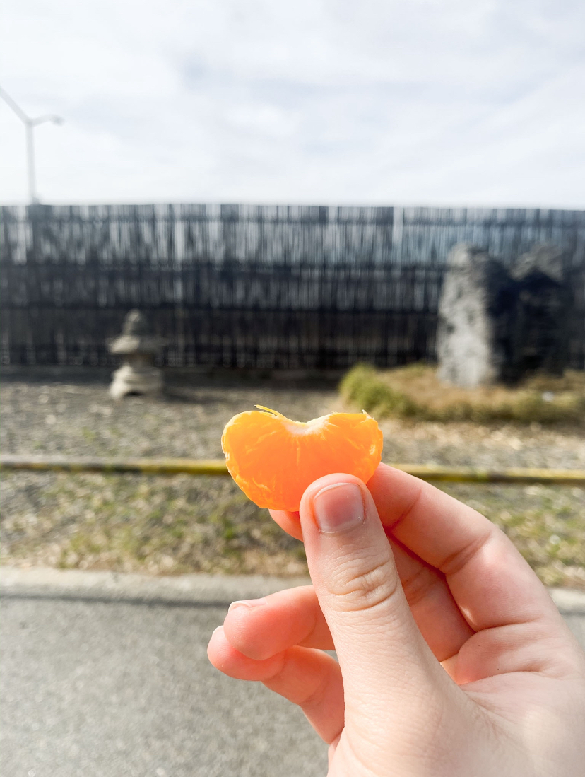 KaterXhs's tweet photo. even if things are off-center, balance can be found. a sweet, vivid orange contrasts with the winter sky, and the green of spring reminds us of nature’s harmony. yes, this world isn’t perfect, but we can take a moment and savor the taste of life  #OutdoorClassroomDay https://t.co/R86b36msEL