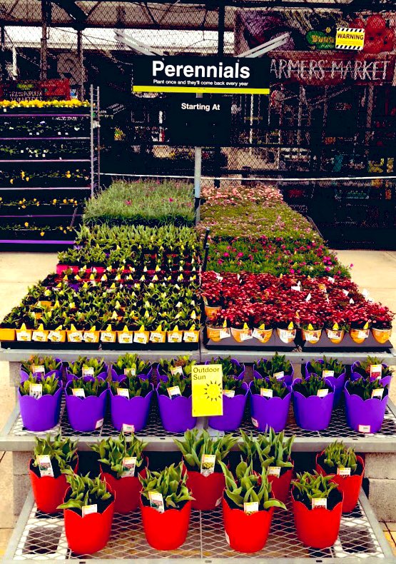 PPS_Melanie's tweet photo. I got some beautiful new products today and the customers are noticing! The Primrose are popping with color!
@PPS_Mitchell @PPSinHD @PPS_MarkS @PPS_April https://t.co/zKErvRoxGG