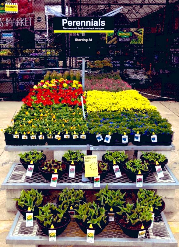 PPS_Melanie's tweet photo. I got some beautiful new products today and the customers are noticing! The Primrose are popping with color!
@PPS_Mitchell @PPSinHD @PPS_MarkS @PPS_April https://t.co/zKErvRoxGG
