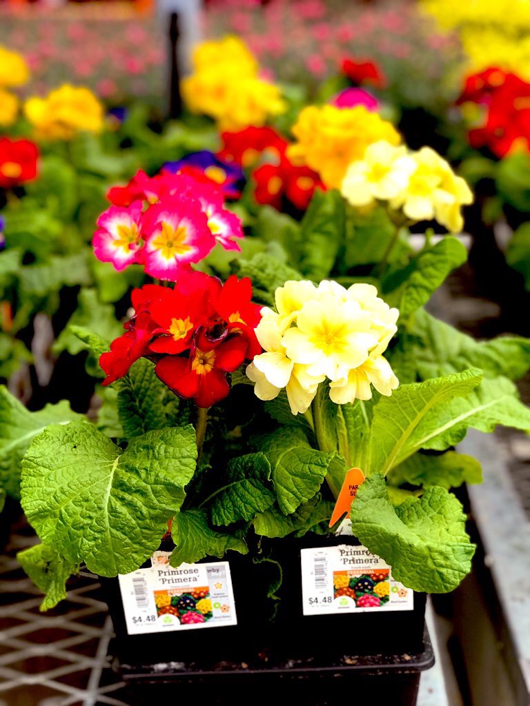 PPS_Melanie's tweet photo. I got some beautiful new products today and the customers are noticing! The Primrose are popping with color!
@PPS_Mitchell @PPSinHD @PPS_MarkS @PPS_April https://t.co/zKErvRoxGG