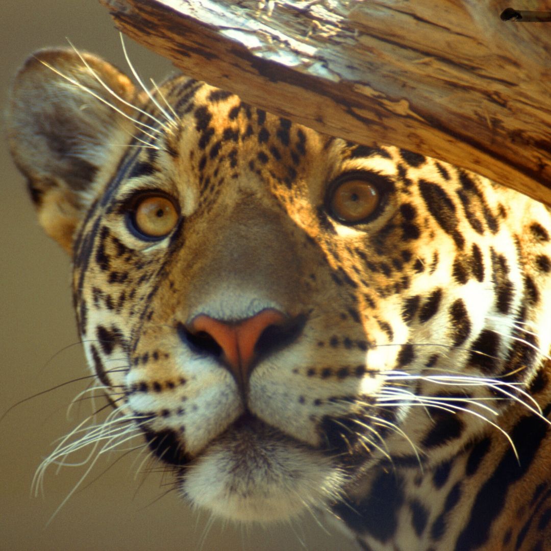 A wild family adventure is waiting for you at #StonehamMA's #StoneZoo! bit.ly/2I4dnvs #familyfun <a href="/zoonewengland/">Zoo New England</a>