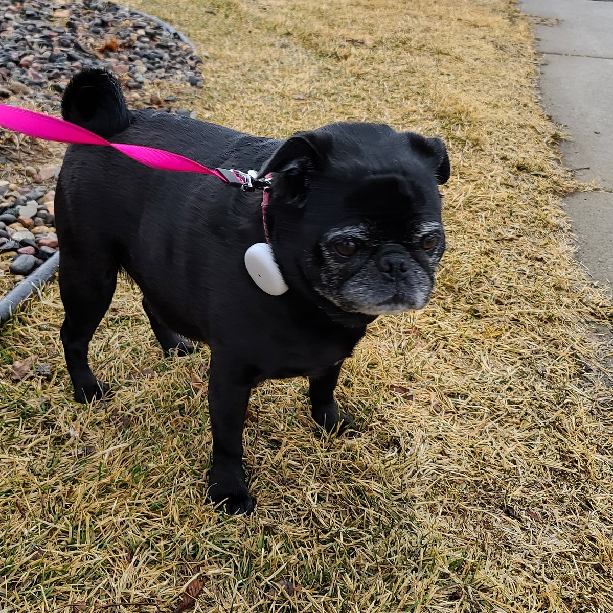 Jamie Olson on Twitter "This pug is rocking her newest accessory..the