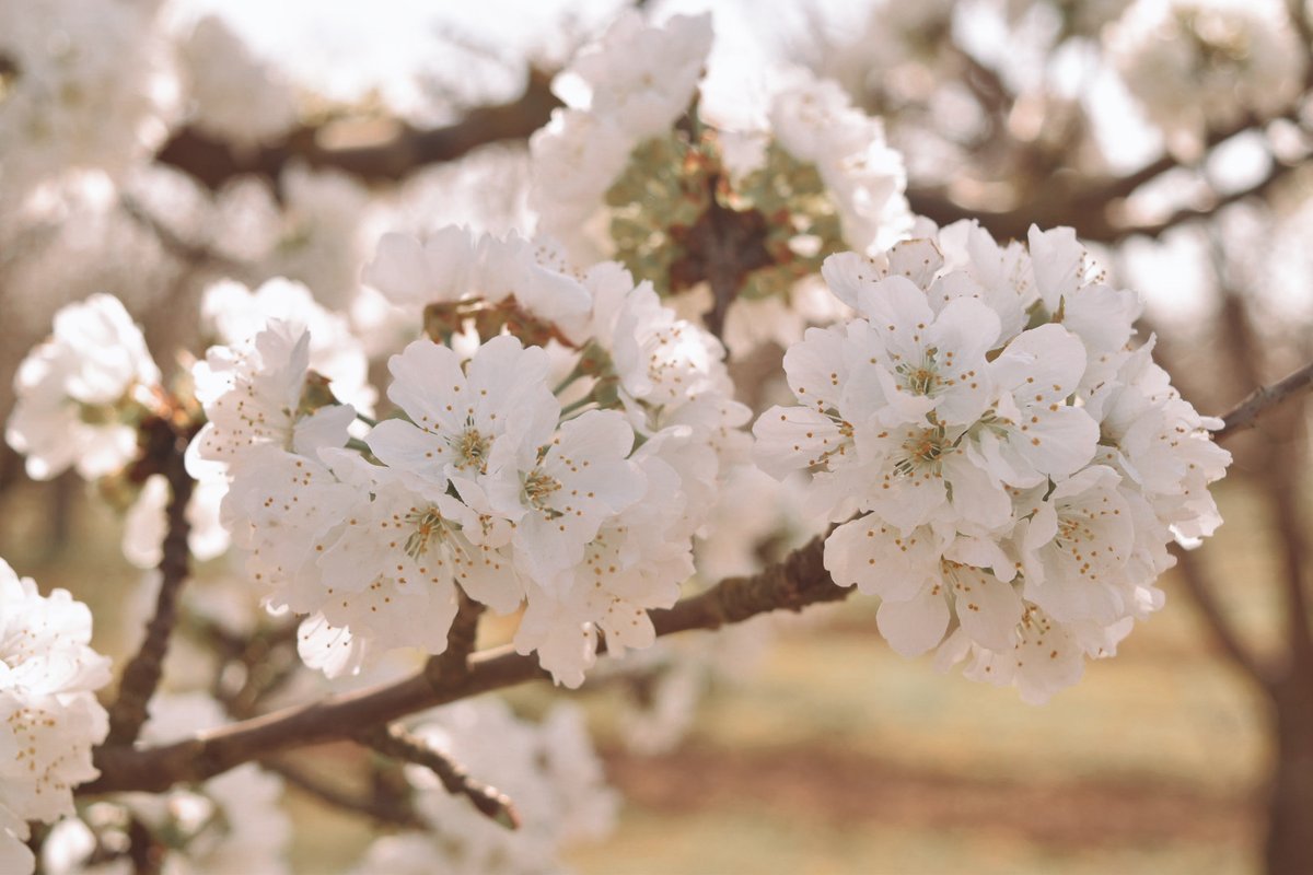 BranchToBox's tweet image. full bloom