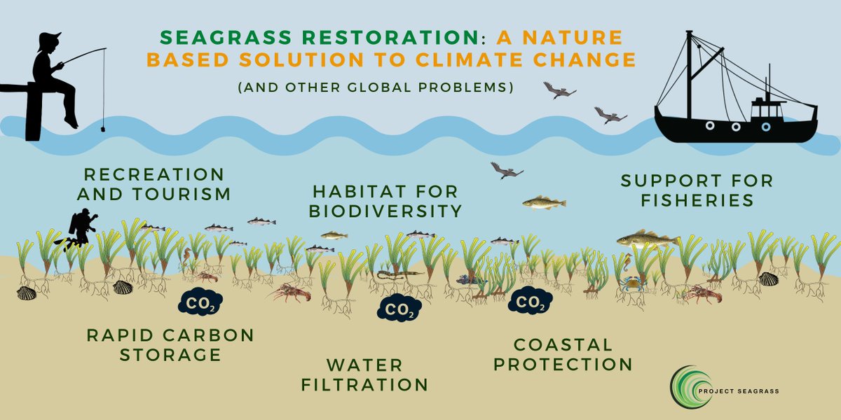 If you wondered why we've been out planting 800000 seagrass seeds in West Wales in deepest darkest February - here's why:

<a href="/SwanseaUni/">Swansea University</a> <a href="/ProjectSeagrass/">Project Seagrass</a> @SkyZeroOfficial <a href="/wwf_uk/">WWF UK</a> 

#ClimateEmergency #ClimateChange