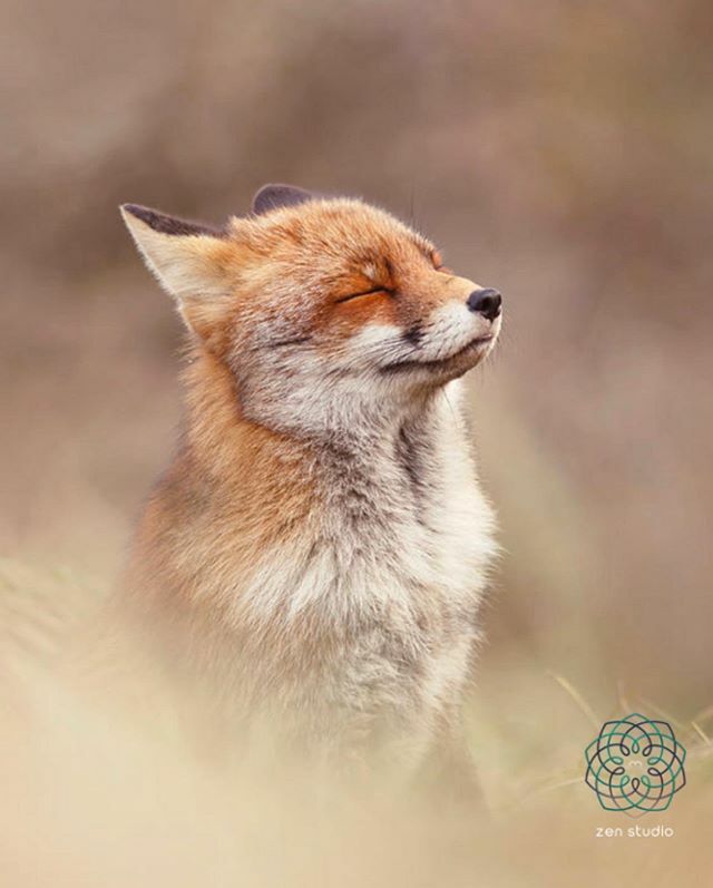 OperationMuse's tweet photo. DO YOU HAVE A SPIRIT ANIMAL?

Find out during our Spirit Animal Sound bath.

Save the date:
Friday
March 27, 2020
7:00 PM

Ticket link will be up on our website in a few days! https://t.co/DbXB7IBYC6 https://t.co/WJKSCSNm35