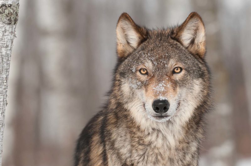 ColoStateNews's tweet photo. CSU researchers are asking, “If #wolfrecovery occurs in Colorado, how can we develop and implement collaborative approaches to minimize stakeholder conflict and human-wolf conflict?” https://t.co/ovC4kDIVqT https://t.co/EUaF4xE9c0