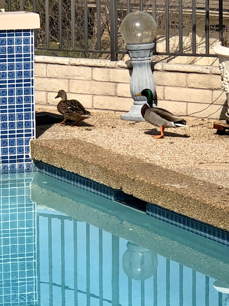 image_pool's tweet image. First ducks of the season pooping in the pools. 😲