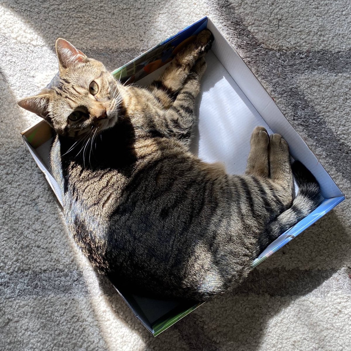 MeowMoeDotCom's tweet photo. I #Moved the #Box to the #Sun.. and we all know this was going to be the #Result.
 
#Cats #Cat #Kittens #Kitten #Kitty #Pets #Pet #Meow #Moe #CuteCats #CuteCat #CuteKittens #CuteKitten #MeowMoe

https://t.co/zxFnCRoavd
 
. https://t.co/2CMBQ5dJWQ