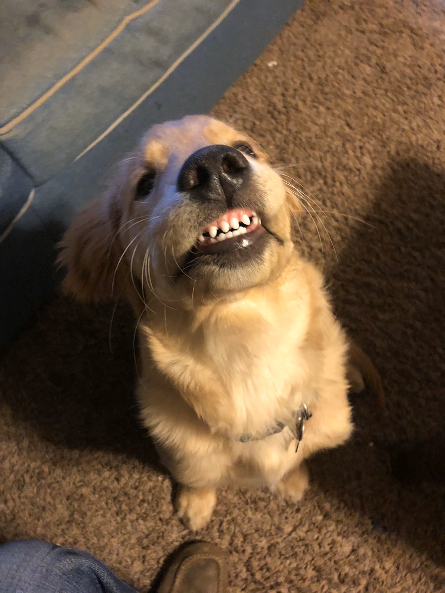 MichaelaDawn___'s tweet photo. I got my big boy teef in 🦷 https://t.co/bHFymL8mLD