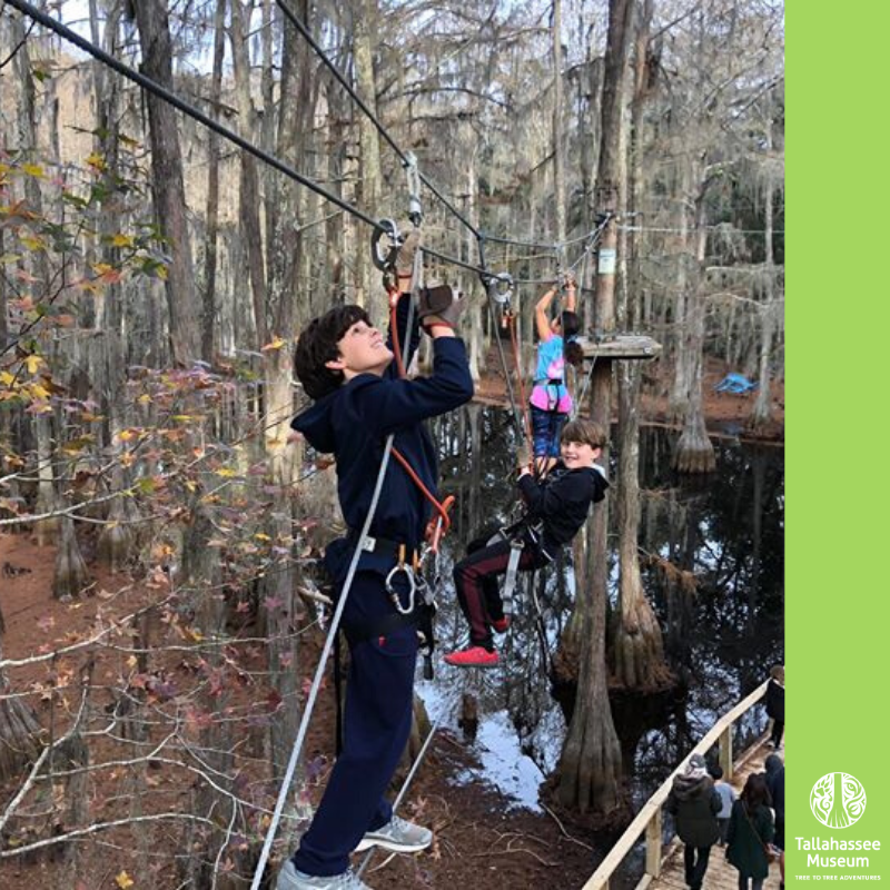 Zip through the treetops, soar through the cypress swamp,​ and conquer aerial games and obstacles on one of our Tree to Tree Adventures courses.

#treetotreethursdays
 #tallahasseemueum #ihearttally
#experience #discover #explore #treetotreeadventures #getoutdoors