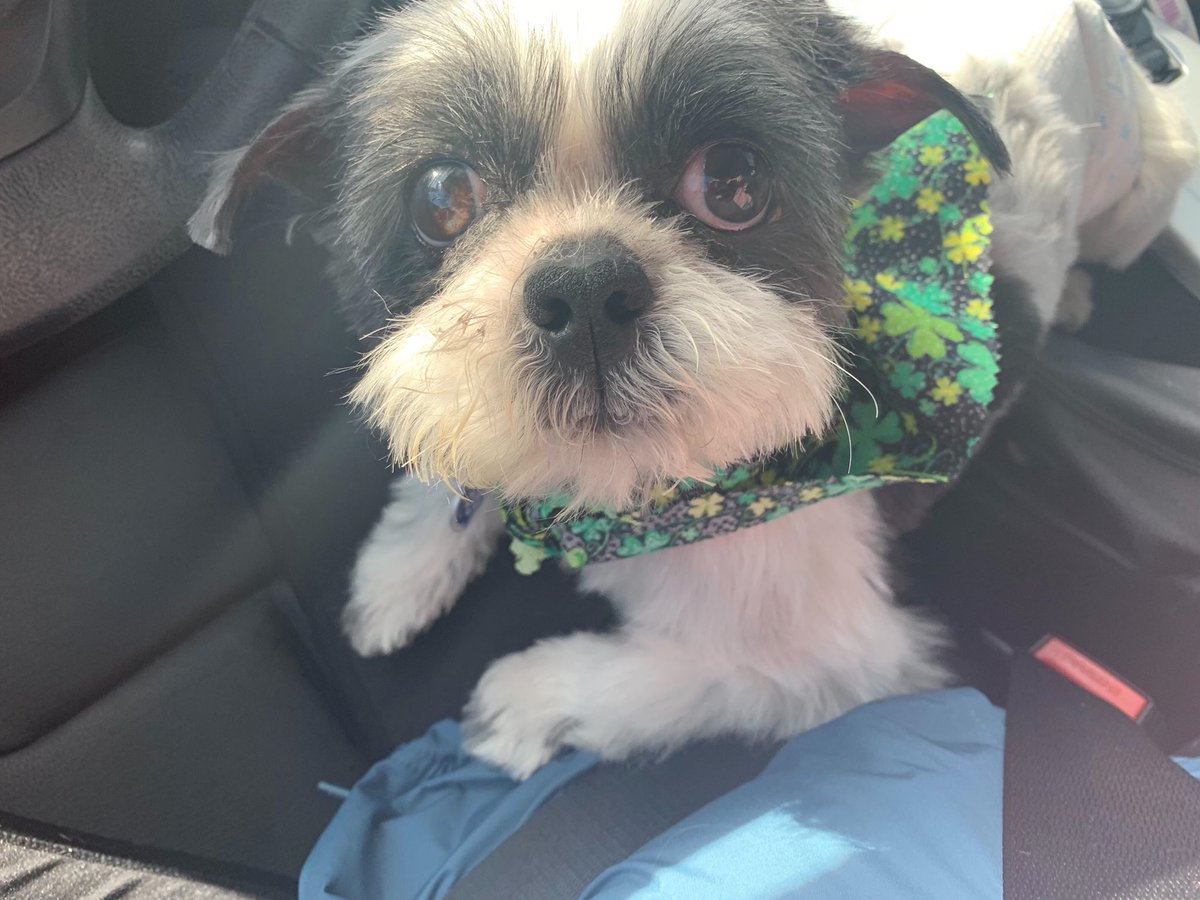 WalkMeHome_RG's tweet photo. Pierre is now #groomed and #feelingthelove. Please consider a #Donation towards his upcoming medical. #shihtzu #shelterdog #Saved #rescued #ThursdayThoughts click the link and please #Share #dogsoftwitter #dogsofinstagram #Foster https://t.co/OPRS8Q81Zq