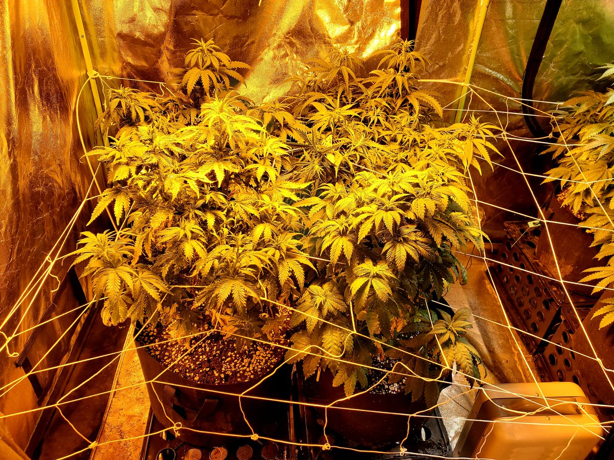 _WeedUSA_'s tweet photo. Current grow. One week into Flowering.  Big Bang,Bruce Banger,Jack Herer, and Blue cheese strains. https://t.co/HFlieNx4Ee