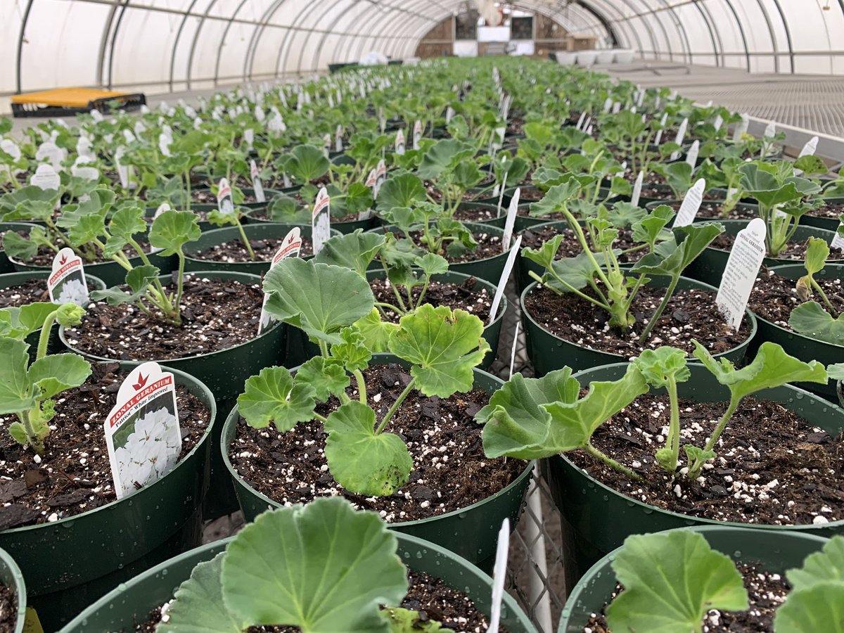 Always calm in the greenhouses... Team has been busy this week! #goawaywind #flowerfarmer