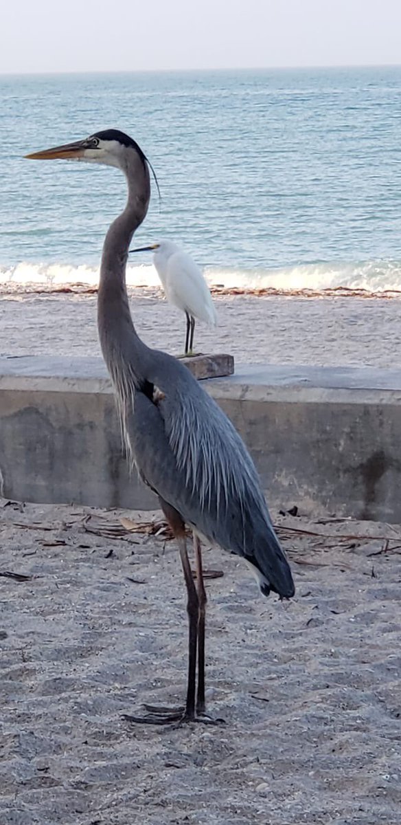 wannaBinn's tweet photo. The moment in the game ‘I Am Taller Than You’ one wins! #englewoodbeach #manasotakey #stumppass #stumppassbeach #lovefl 📸Donna Nashawaty https://t.co/Zsh6qApxGp