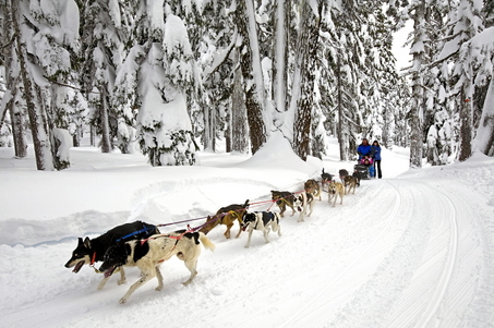 Riverhouse (@riverhousebend) on Twitter photo Looking for a unique winter sport during your stay? Try an exciting dog sled ride through the trails of <a href="/mtbachelor/">Mt. Bachelor</a>! #dogsledride #mtbachelor #inBend #adventure bit.ly/2tq6L6Q Looking for a unique winter sport during your stay? Try an exciting dog sled ride through the trails of <a href="/mtbachelor/">Mt. Bachelor</a>! #dogsledride #mtbachelor #inBend #adventure bit.ly/2tq6L6Q