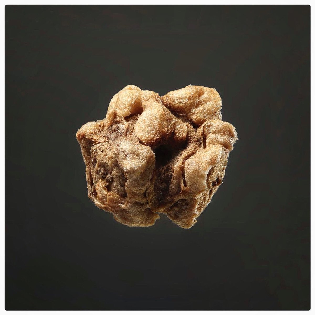 seedcareguy's tweet photo. Seed quiz time is back! For 1000 points identify this sweet little guy. https://t.co/0tOZVwu7ae