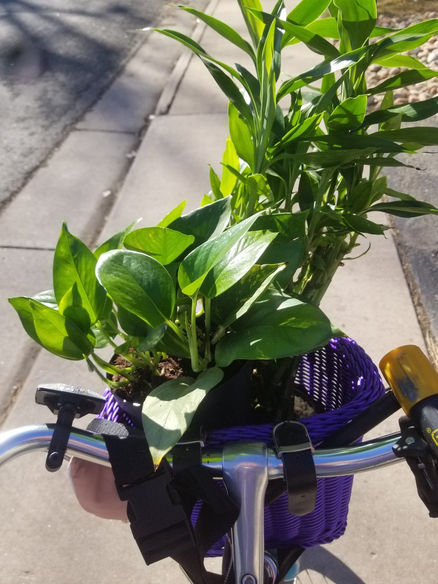 BurkholderBri's tweet photo. Is it weird or endearing that I take my plants on bike rides to soak up the sun they don't get in my apartment? https://t.co/q5ACNPkt4y