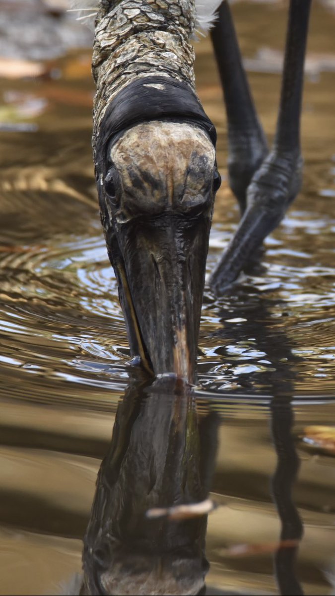 birdcrazed6's tweet image. Peekaboo!
Click to show the full image of this Wood Stork!
@todaysbird @audubonsociety