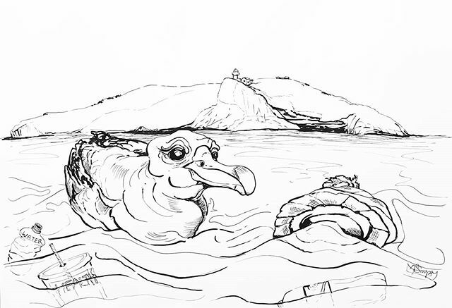 AllieFSimpson's tweet photo. What has this Royal Albatross found in the Otago harbour? Come join me tomorrow to hear my new story 'Thats not your hat' and help me do some story art. 7th March. 1pm Dunedin public library story pit. #storytelling #illustrations #royalalbatross #seawee… https://t.co/BSpDUGJObB https://t.co/CTe9wBozVN