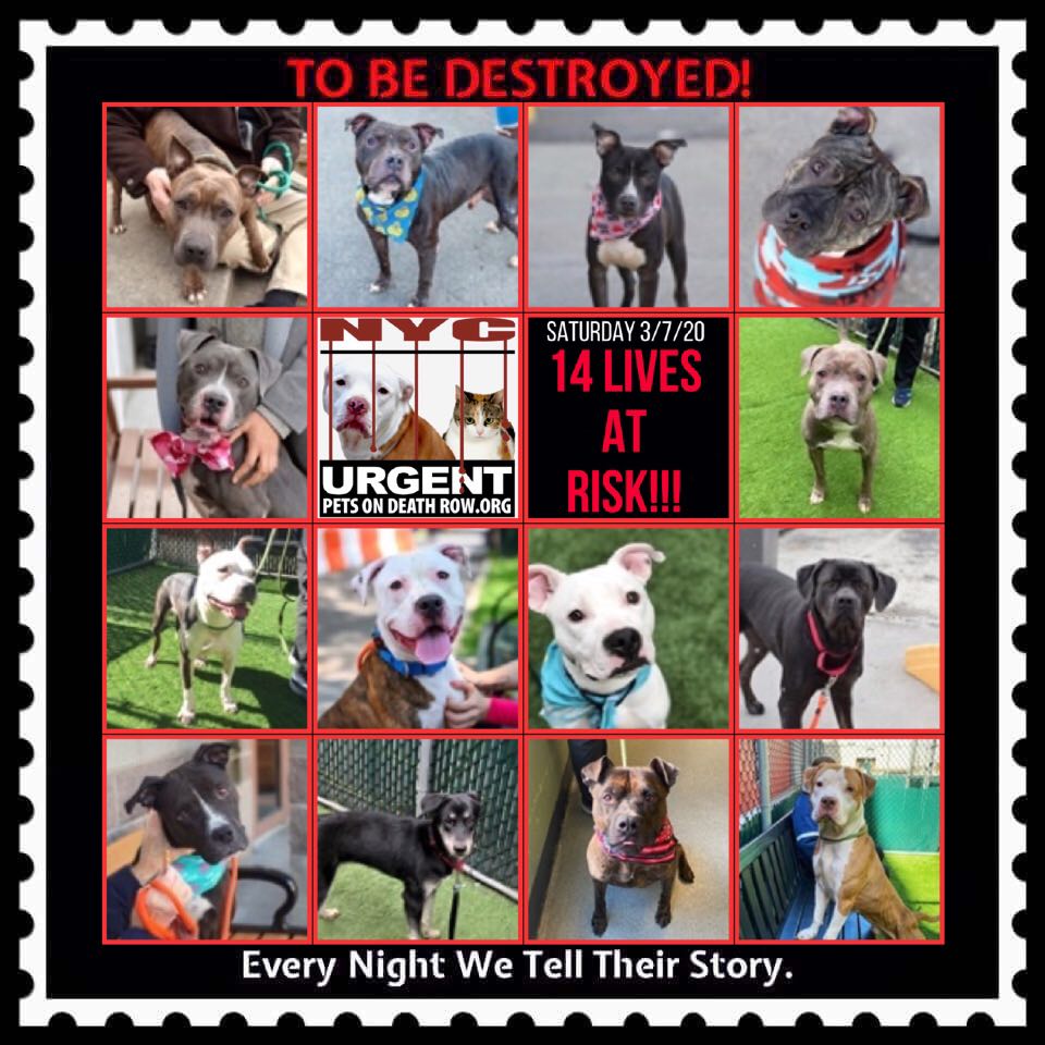 Urgent Death Row Dog on Twitter: Urgent Death Row Dog on Twitter: