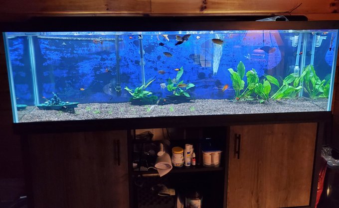 My 125 gal aquarium is coming along.  I have 31 fish as of now. https://t.co/0wBg0enkpC