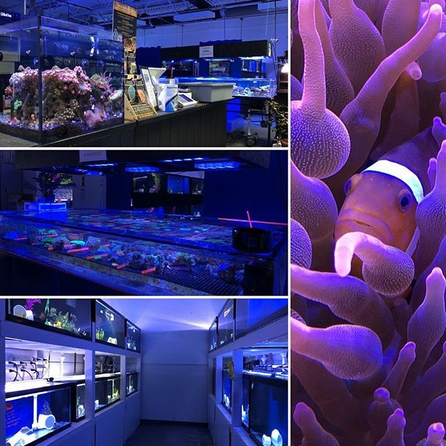fishstreet_de's tweet photo. Here another great shop for reefers in Denver. #aquamart https://t.co/yxuJknP6mV https://t.co/SD92jvGpuM