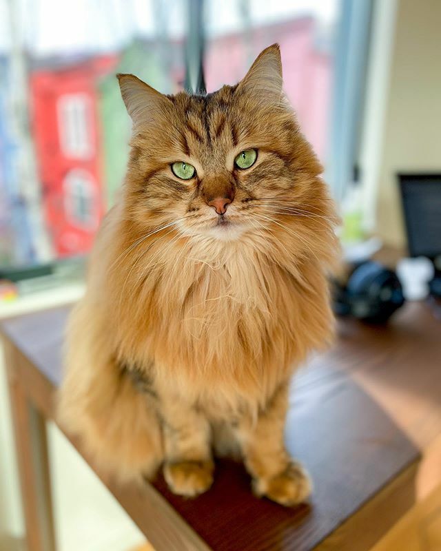 Hugothesiberian's tweet photo. Settling into the new apartment and I already found my favorite window.

#hugoinpdx https://t.co/dAH3bOslTV https://t.co/r1oTMRlt4S