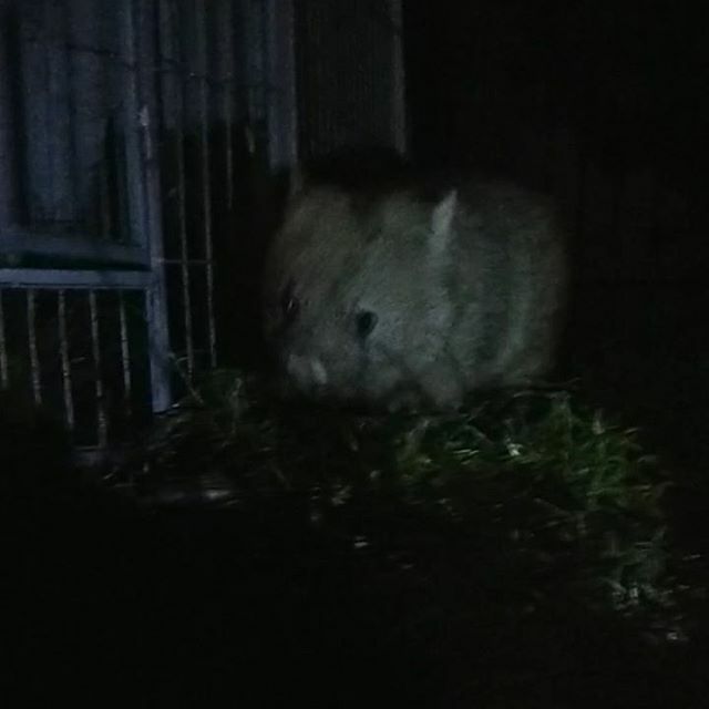 and_wilbur's tweet photo. Wilbur close the door! 😂
.
.
.
#wombat #wombats #wombatsofinstagram #wildlifephotos #wildlife #nature_good #nature #australia #wombats #wombatsofinstagram #smile #love #instagood #photooftheday #nature #wildlife #wildlifeconservation #ig_naturelovers… https://t.co/eKDCZvvQdc https://t.co/X8eiae3qHI