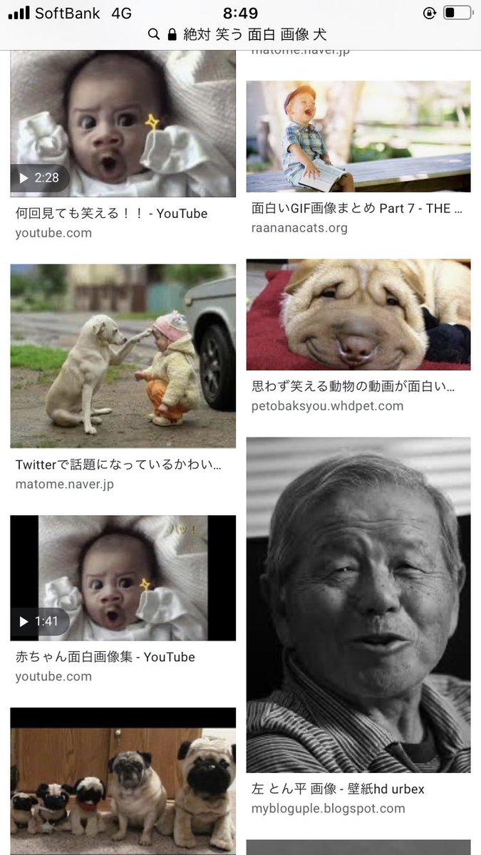 Tsugumi A Twitter 1歳娘のリクエストで絶対 笑う 面白 画像 犬 って調べたら出てきた 左とん平