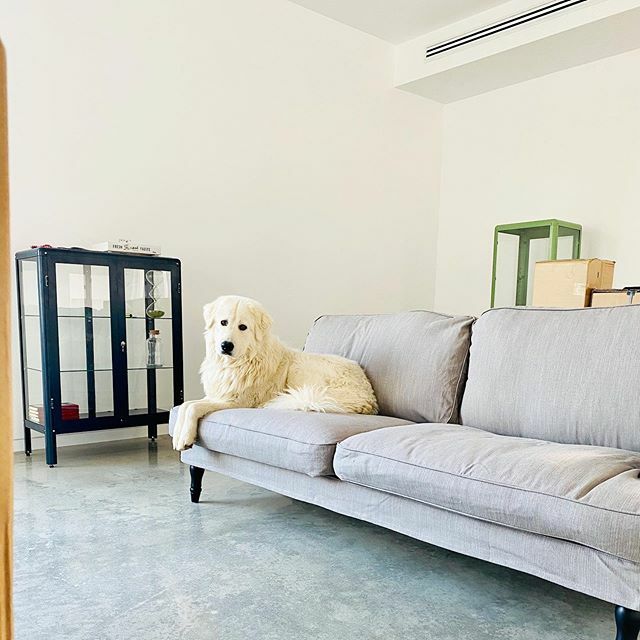 GrumpyUnicornCo's tweet photo. Sparky testing out some of the new @ikea_australia furniture. I picked couches that have removable and washable covers, let’s see how that goes. https://t.co/hdpEPTehFX https://t.co/Jjgdkxbgb8