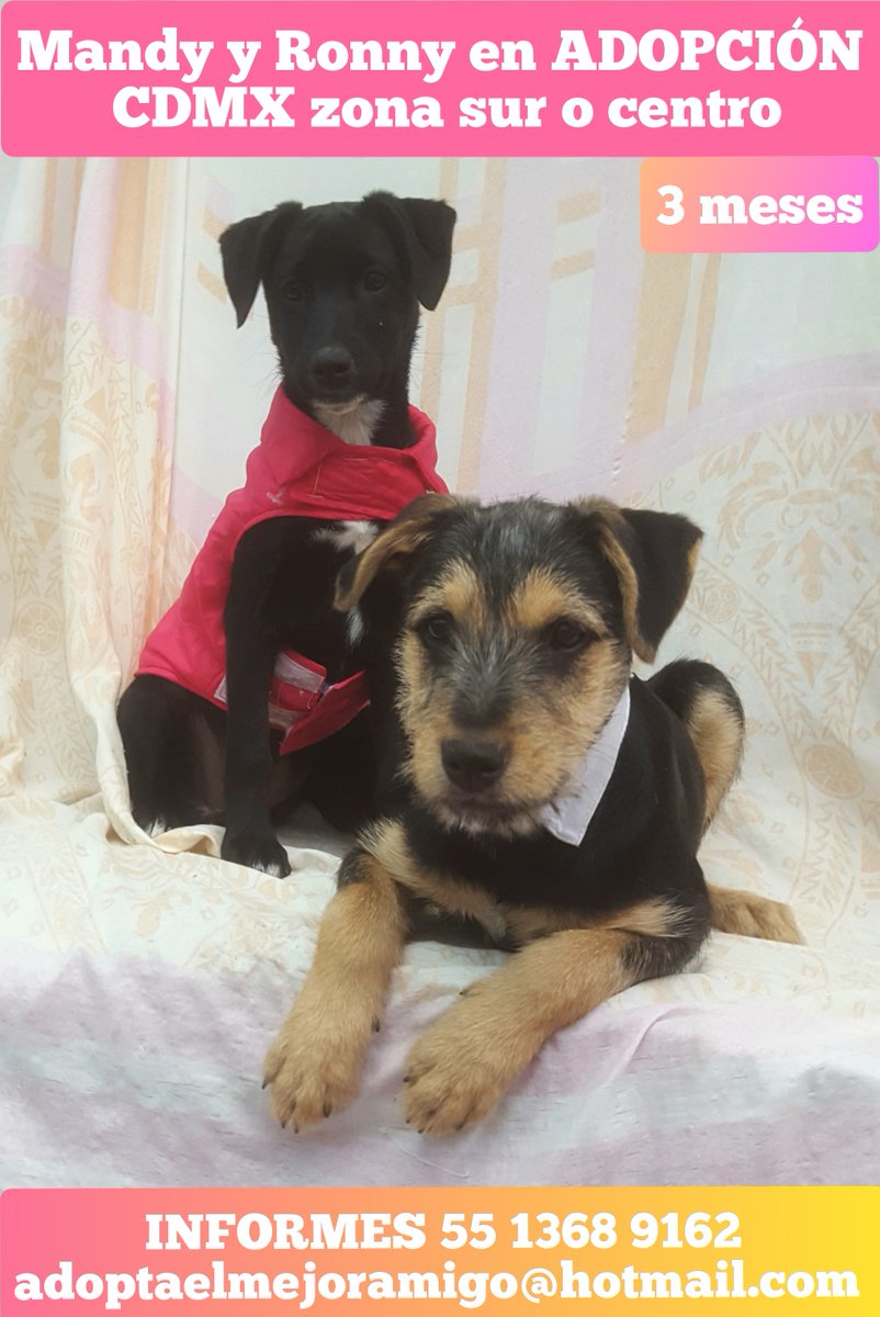 aserrano01's tweet photo. #Naucalpan #Narvarte #coyoacan #tlalpan #CDMX #AdoptaNoCompres #adoptaunnegrito #adoptame #adoptables #adoptable #AdoptaCambiaUnaVida #adoptaclub #cachorros #cachorro #Mascotas #perros  #BenitoJuarez #ElMuro #Mascotas #Cuernavaca #DejaHuella #perrito https://t.co/o2t50cPl66