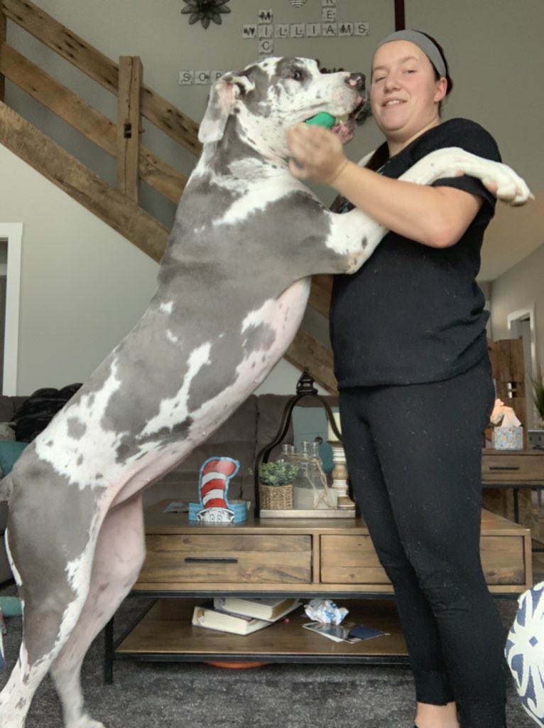 Katieburkie22's tweet photo. a dose of denali keeps doggy depression away💗🐶 #denalidays https://t.co/lbrRhEavxs
