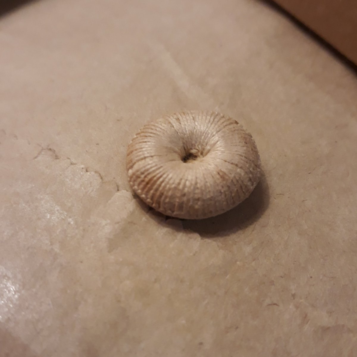 JulieBegen's tweet photo. Old #dorsetbutton #textiles https://t.co/AKoopStA4a