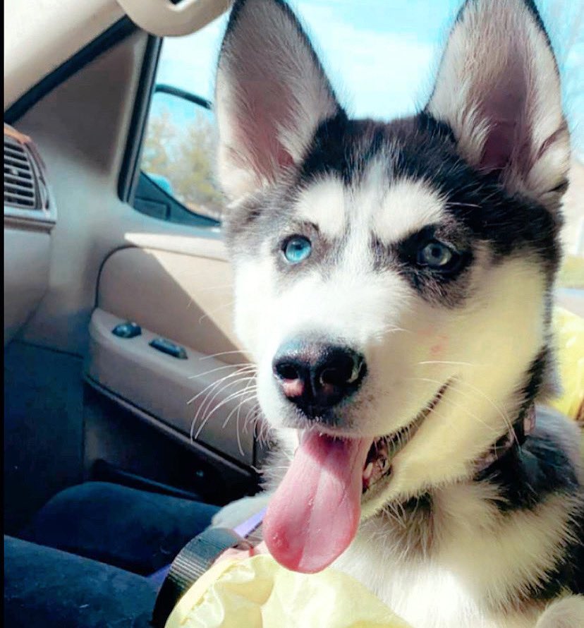 natalies_white's tweet photo. My best friend https://t.co/k3WlTVajn6