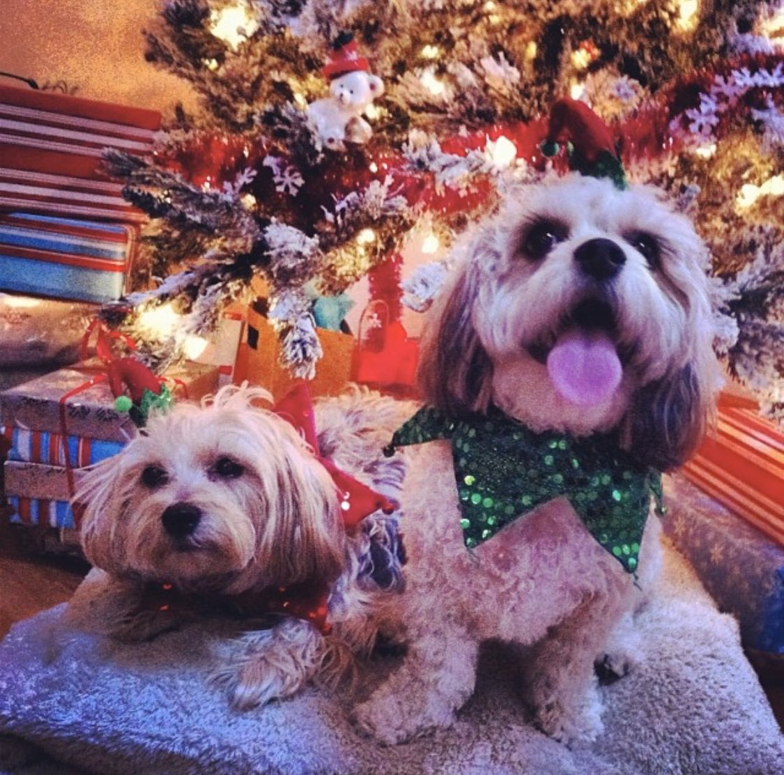 by the holidays, penny was slightly bigger than chloe 