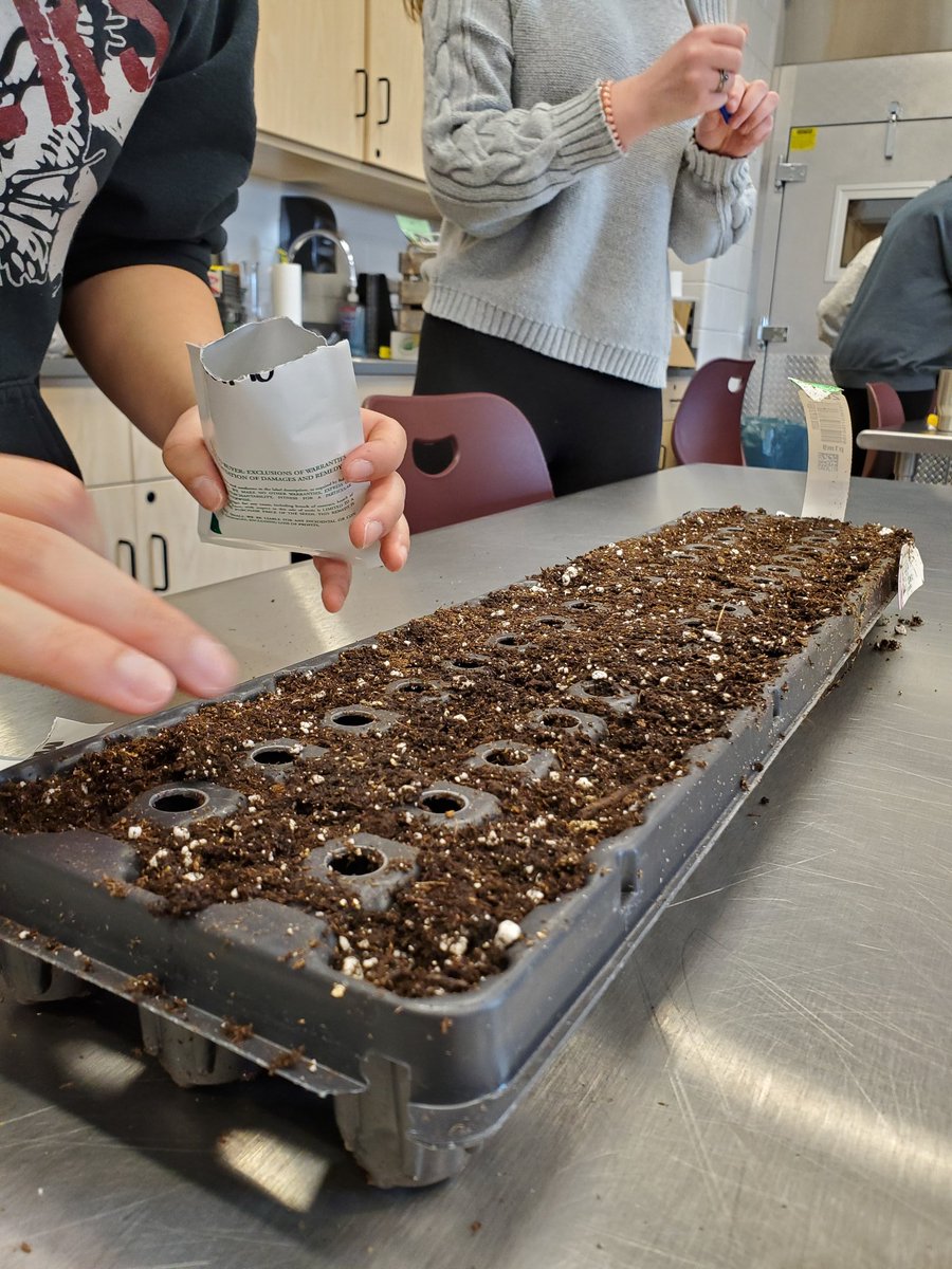 Jesse096230's tweet photo. Students in Honors Plant Science started seeds in rockwool & they are finally ready to put in the aeroponics system! Students in O.H. 1 planted vegetable seeds as they are learning about plant types, habits, and reproduction๐ฑ
#teachag #plants #science #handsonlearning #messydays https://t.co/uEKC3qEgA5