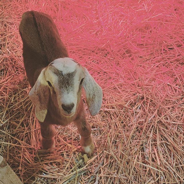 Say hello to the newest member of the Critter Barn family! Also joining him today was our first lamb! We hope you come visit soon ❤️ #critterbarn #lambingseason #goatkids ift.tt/2TErSM5
