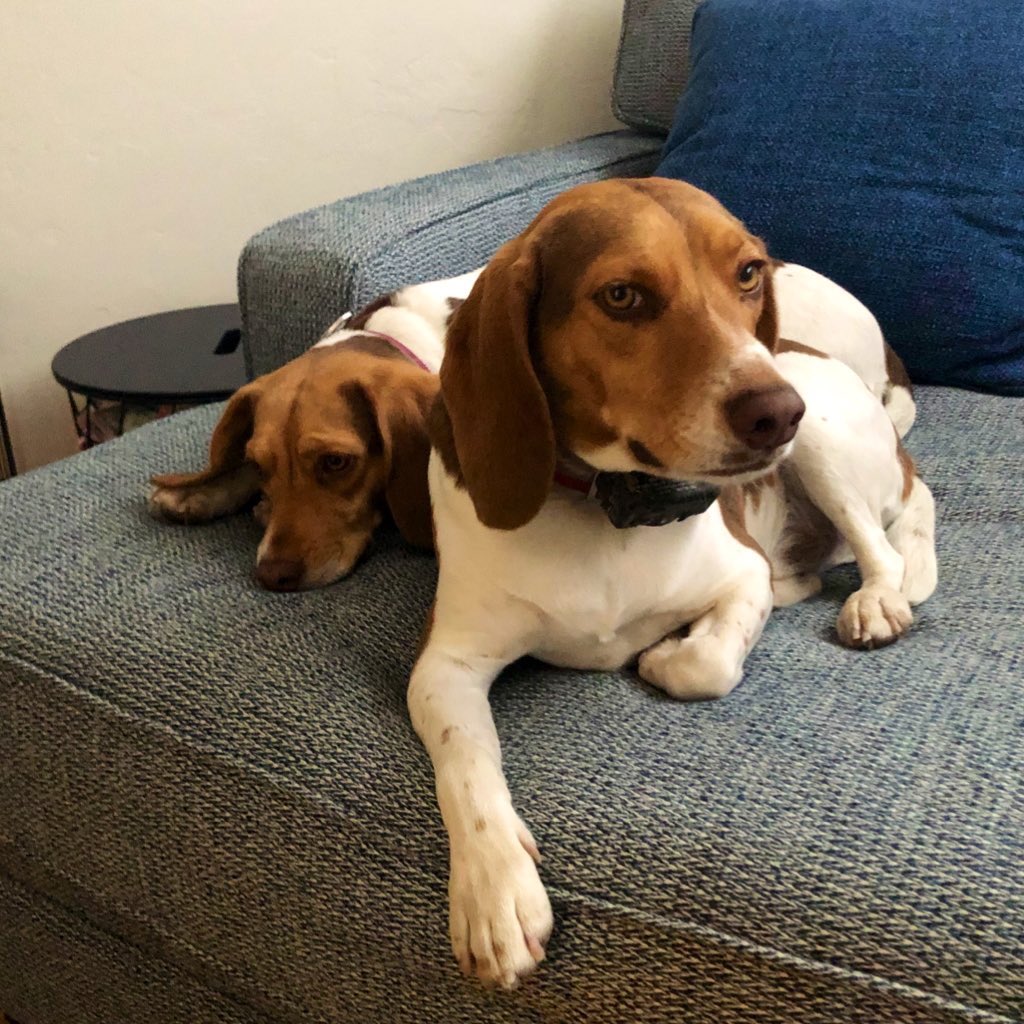 BrewBeagles's tweet photo. Dad, please stop singing “Little Green Apples”. https://t.co/nHafNGm8b2