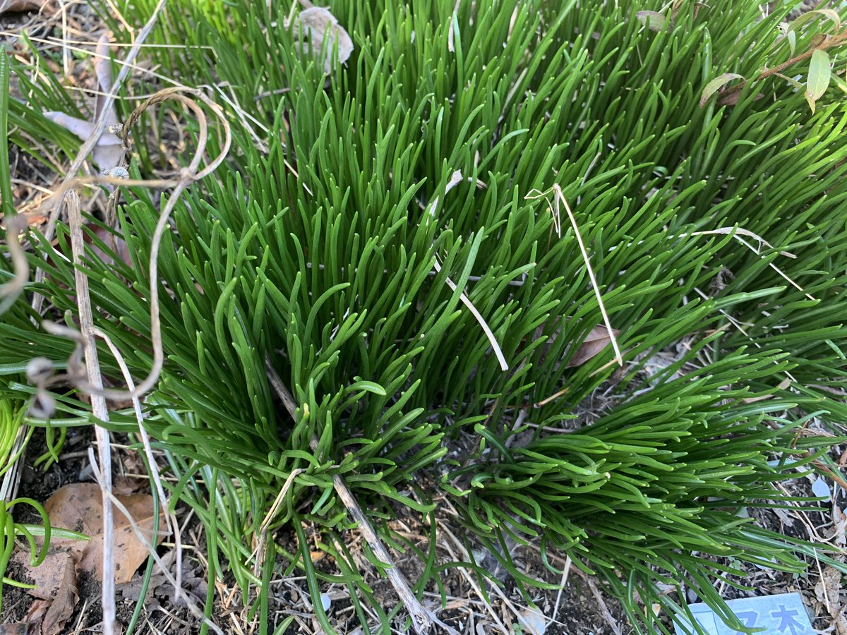 大童澄瞳 オオワラ スミト この名前が知りたいです 葉の高さは10センチほど よくみると葉の中央に白い線がある 小さな球根 オラ草が知りてぇ