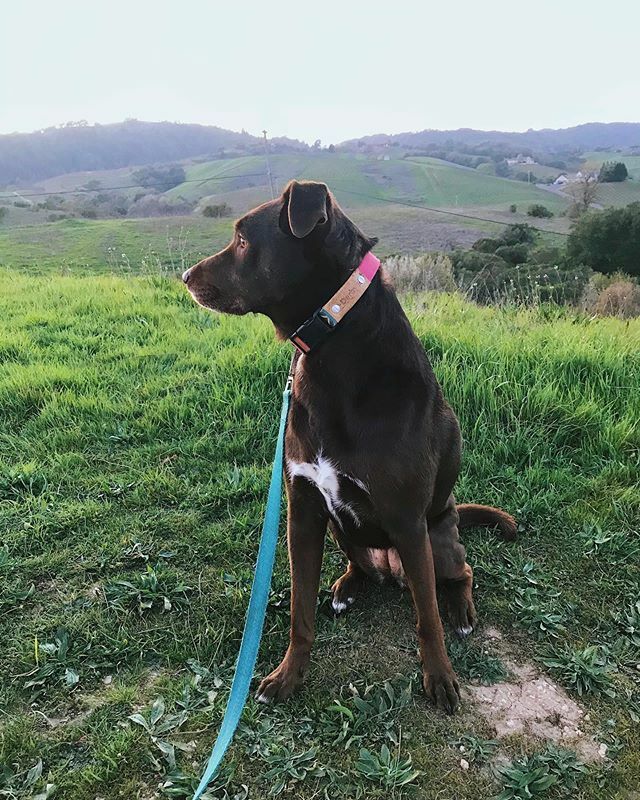 DerbyDailyDog's tweet photo. Taking in the views 🥰 #oohahh #littled .
.
.
.

#puppiesofinstagram #todayshowpets #dogoftheday #labradorretriever #lab #rescuedog #instapuppy #adoptdontshop #labrador #chocolatelab #pup #dailywoof #woof #rescue #bark #cute #adorable #napavalleydogs … https://t.co/zT9NmiTNgl https://t.co/tOQrMSz9jy