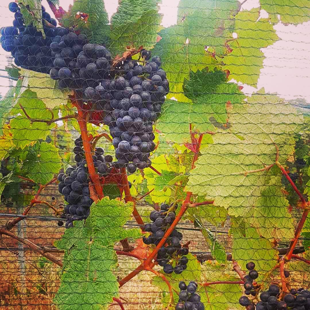 Dornfelder is an upright growing vine with full bunches, a nice open canopy and not prone to diseases. A pleasure to work with and a pleasure to drink 👌🏼🍷😋
#tasvegas #coolclimatewines #winelovers #tamarvalleywine #vintage2020
