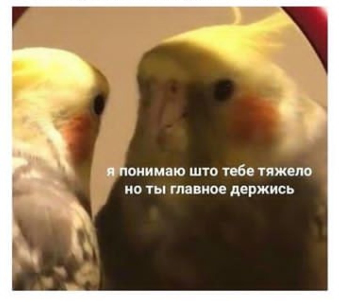 __lololo_'s tweet photo. когда узнал о концерте алёны швец и уже представил, как будешь отрываться с друзьями, но потом вспомнил, что у тебя нет друзей https://t.co/6kFJBVjpAr